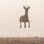 Kozma Attila - Flying roe deer