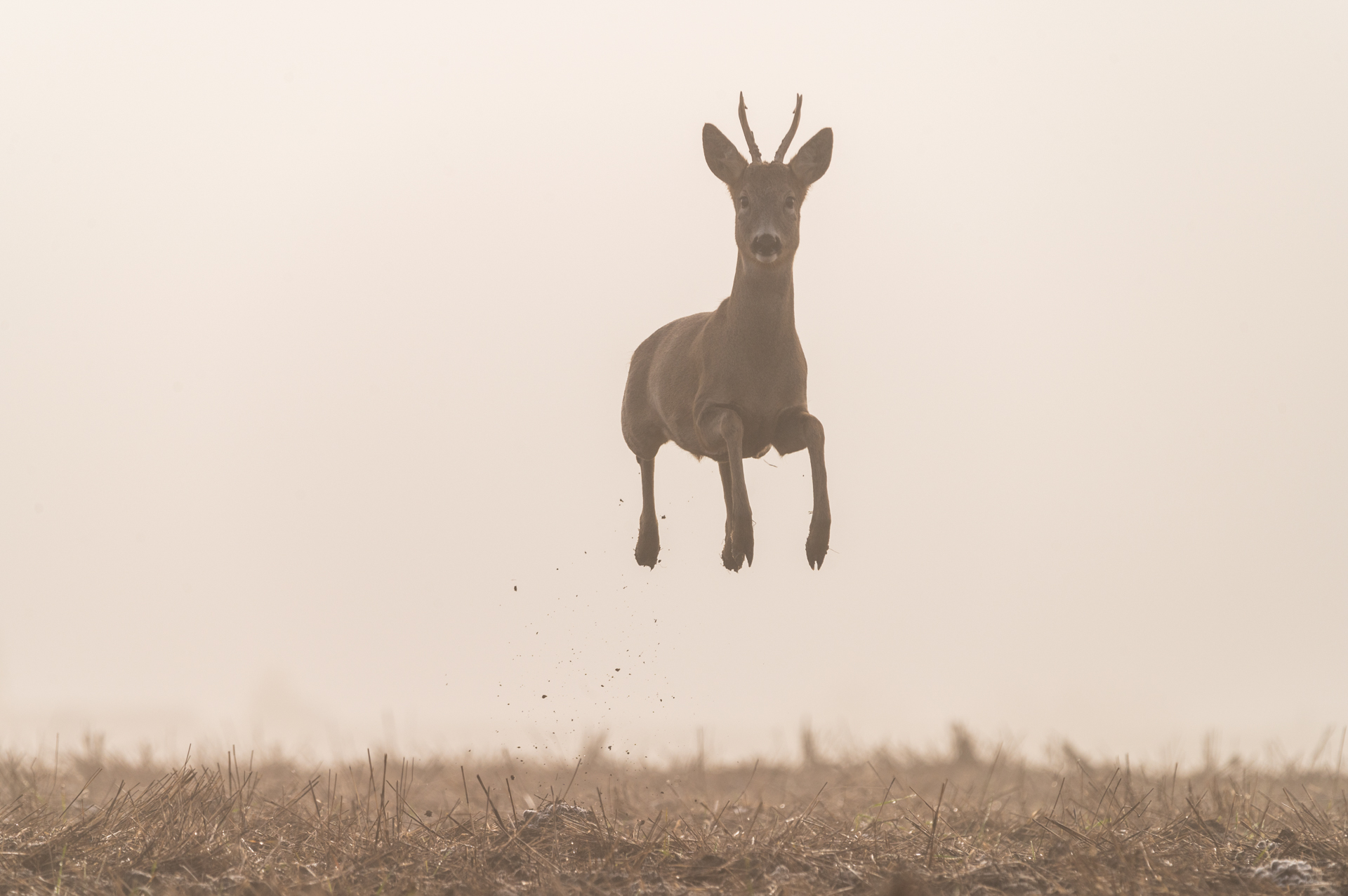 Kozma Attila - Flying roe deer