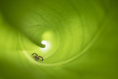 Green eyes - José Luis Gigirey González (Spain)