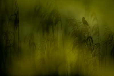 The howl - Marco Merli (Italy)
