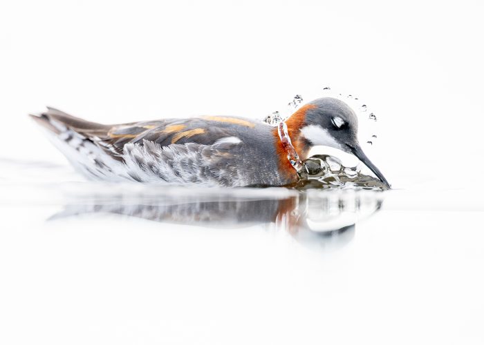 1st place: Phalarope neckless - Terje Kolaas (Norway)