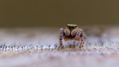 What planet are you living on? Don’t take me! - Marina Gavrikova (Russia)