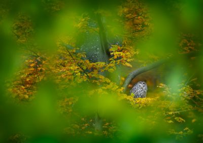 The art of blending in - Matei Mărăcineanu (România)