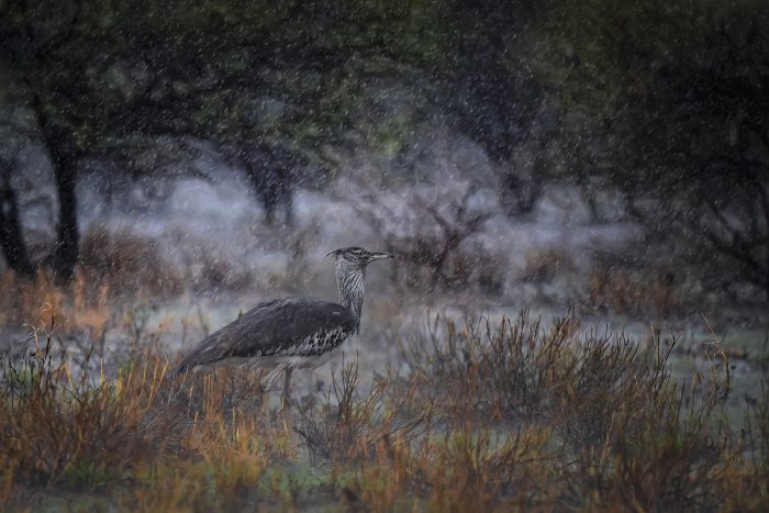 2nd place: Rain in Kalahari, Botswana - Andrei Daniel Mihalca (România)