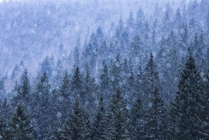 December - Alexandra Barbu (România)