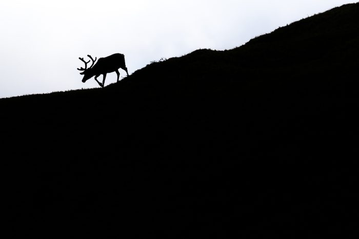 1st place: Alone… but not lost - Vlad Masnitz (România)