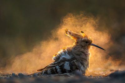 Golden dust - Sarthak Agrawal (India)