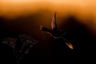 In the blazed haze of sunset - Marina Gavrikova (Russia)