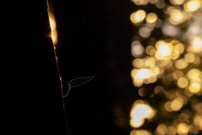 Golden shades - Bogdan Pencea (România)