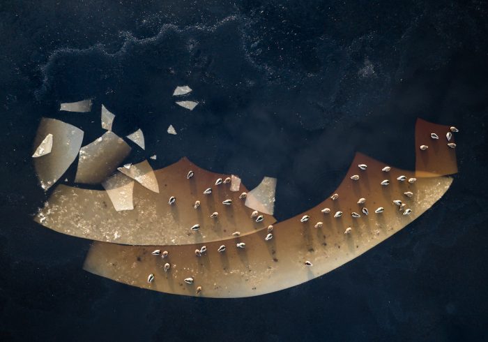 2nd place: The Ark of Birds - Małgorzata Zimnoch (Poland)