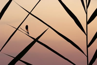 The geometry of nature - Norbert Kaszás (Hungary)