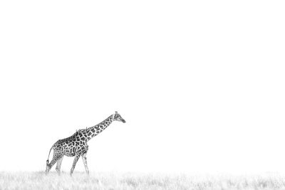 Just a giraffe - Aranyossy Tamás (Hungary)