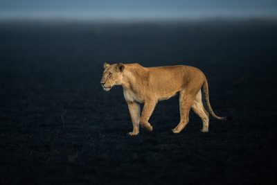 The Lioness from another Planet - Lakshitha Karunarathna (Sri Lanka)