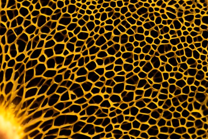 3rd place: Sporiferous tubes - Mihály Kinga (România)